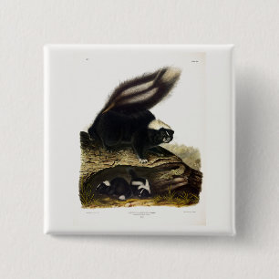 Common American Skunk or Striped Skunk, by Audubon 15 Cm Square Badge