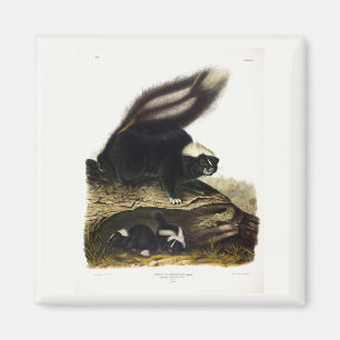 Common American Skunk or Striped Skunk, by Audubon Magnet