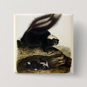 Common American Skunk, Striped Skunk, by Audubon F 15 Cm Square Badge