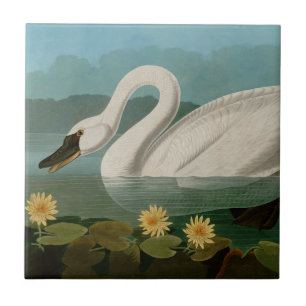 Common American Swan Birds of America Audubon Ceramic Tile