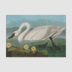 Common American Swan Birds of America Audubon Tissue Paper
