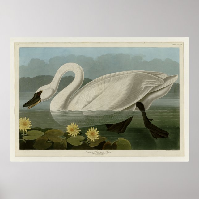 Common American Swan Poster (Front)