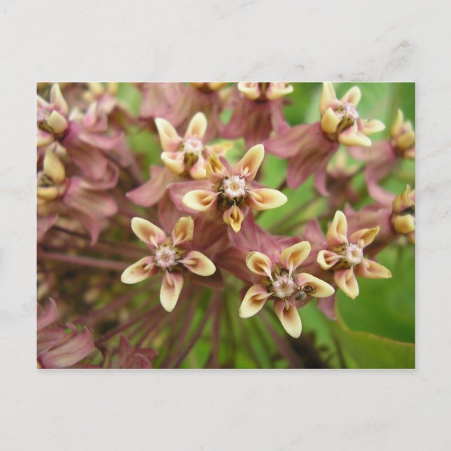 Common Ascleroid Postcard (Front)