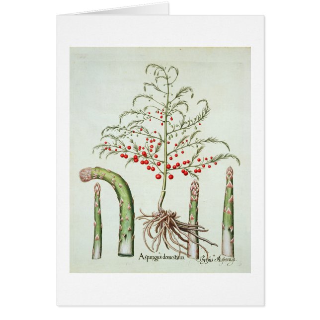 Common asparagus in flower and fruit, from the 'Ho (Front)