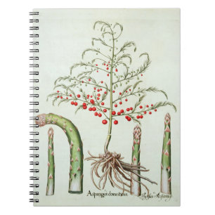 Common asparagus in flower and fruit, from the 'Ho Notebook