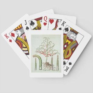Common asparagus in flower and fruit, from the 'Ho Playing Cards
