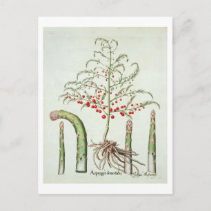 Common asparagus in flower and fruit, from the 'Ho Postcard