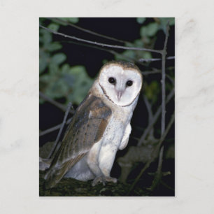 Common barn-owl, Tyto alba, California, U.S.A. Postcard