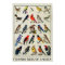 Common Birds of America Antique Bird