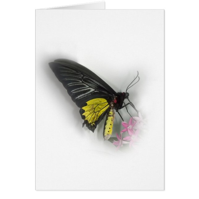 Common Birdwing butterfly (Front)