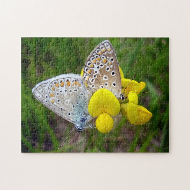 Common Blue Butterflies Photo Puzzle with Gift Box (Horizontal)