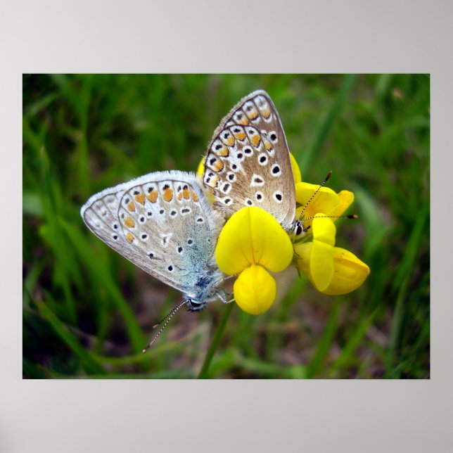 Common Blue Butterflies Poster (Front)