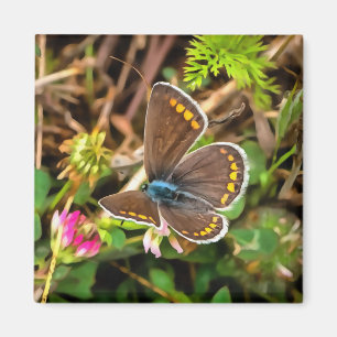 Common Blue Butterfly Magnet