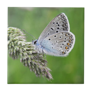 Common Blue Butterfly on Grass Ceramic Tile
