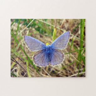Common Blue Butterfly Photo Puzzle with Gift Box