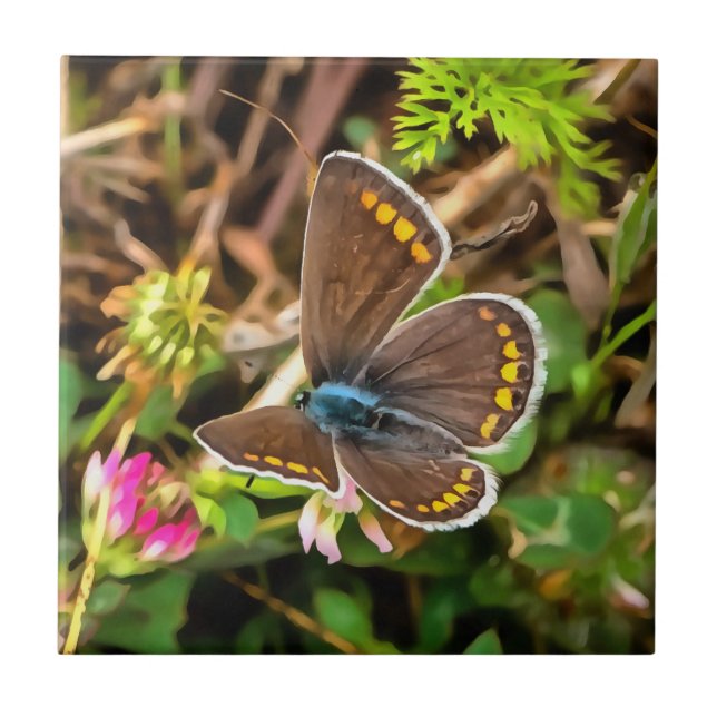 Common Blue Butterfly Polyommatus Icarus Painting Ceramic Tile (Front)