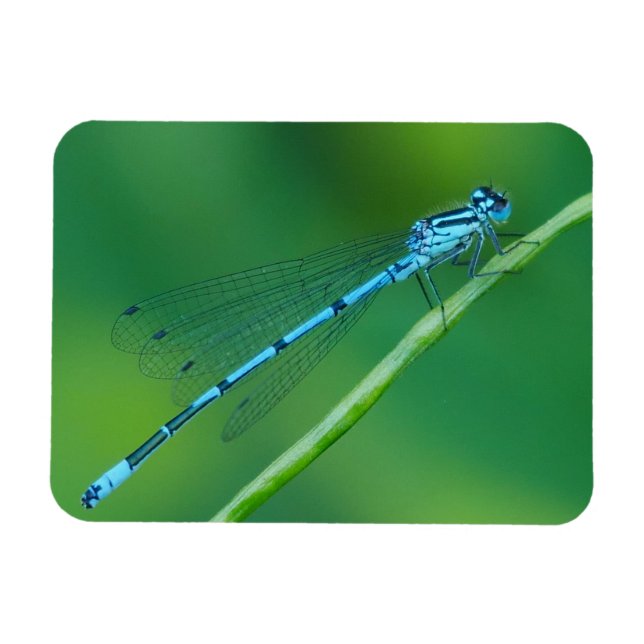Common Blue Damselfly Magnet  (Horizontal)