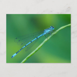 Common Blue Damselfly Postcard