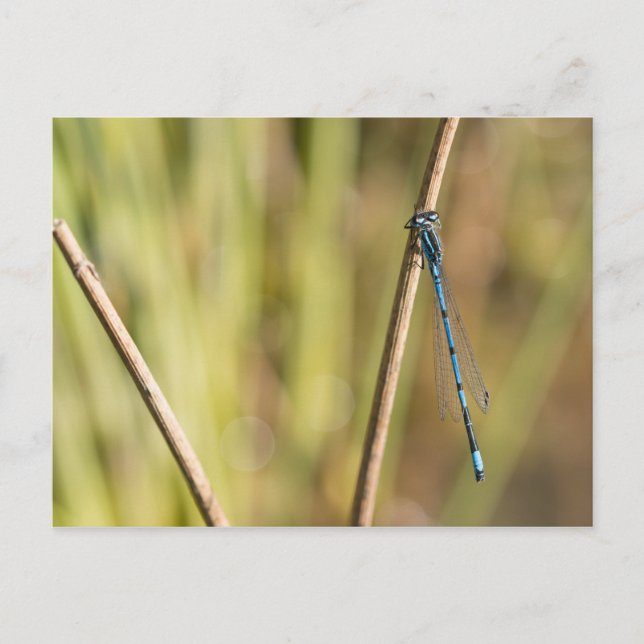 Common Blue Damselfly Postcard (Front)