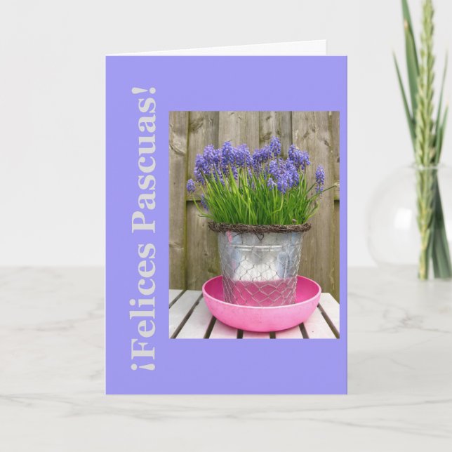 Common blue hyacints easter greeting - spanish holiday card (Front)