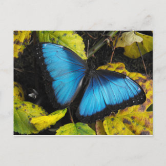 Common Blue Morpho Butterfly Postcard