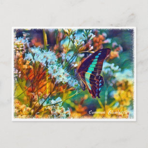 Common Bluebottle Postcard