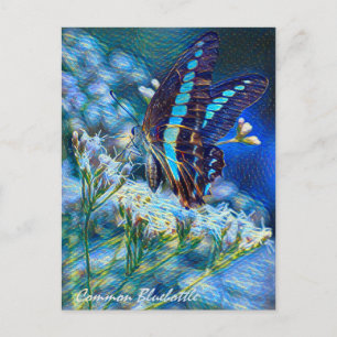 Common Bluebottle：Postcard Postcard