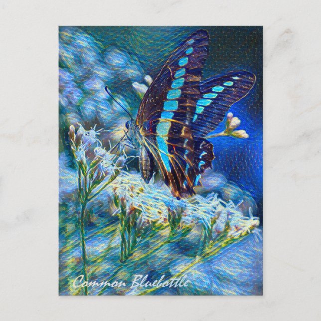 Common Bluebottle：Postcard Postcard (Front)
