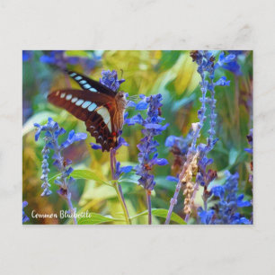 Common Bluebottle [Postcard] Postcard