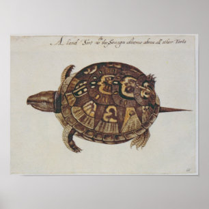 Common Box Tortoise Poster