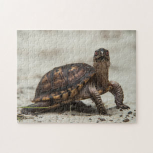 Common box turtle jigsaw puzzle
