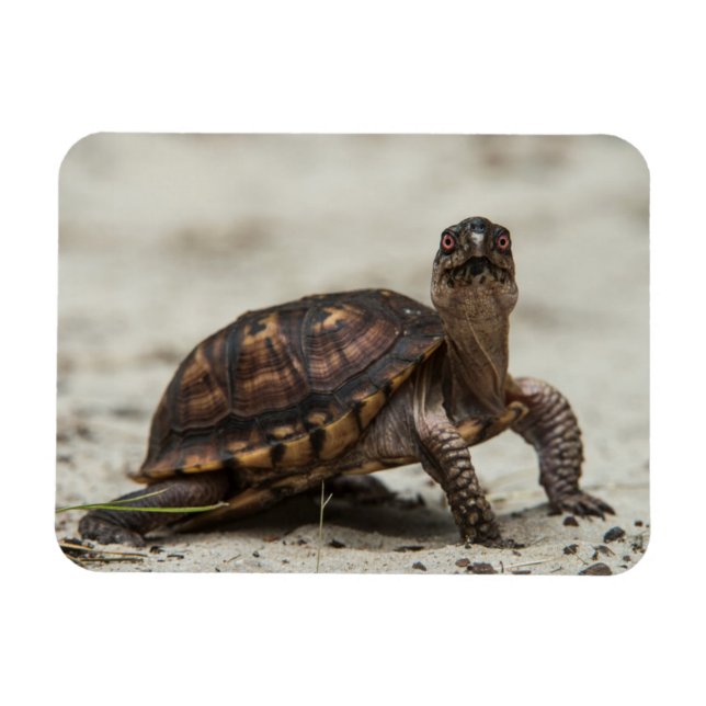 Common box turtle magnet (Horizontal)