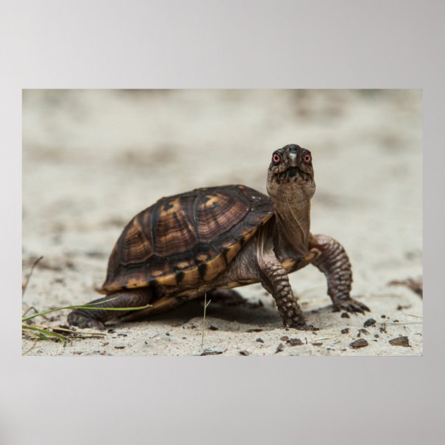 Common box turtle poster (Front)