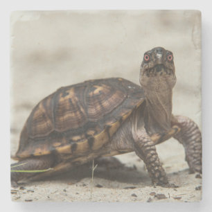 Common box turtle stone coaster