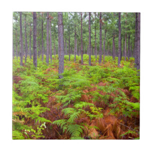 Common Bracken (Pteridium Aquilinum) Growing Ceramic Tile