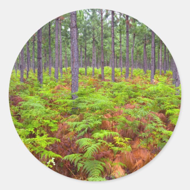 Common Bracken (Pteridium Aquilinum) Growing Classic Round Sticker (Front)
