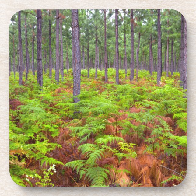 Common Bracken (Pteridium Aquilinum) Growing Coaster (Front)