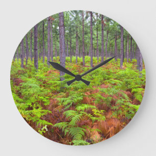 Common Bracken (Pteridium Aquilinum) Growing Large Clock
