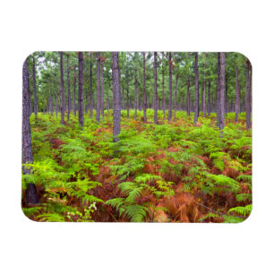 Common Bracken (Pteridium Aquilinum) Growing Magnet