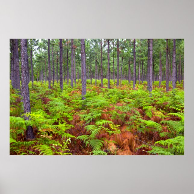 Common Bracken (Pteridium Aquilinum) Growing Poster (Front)