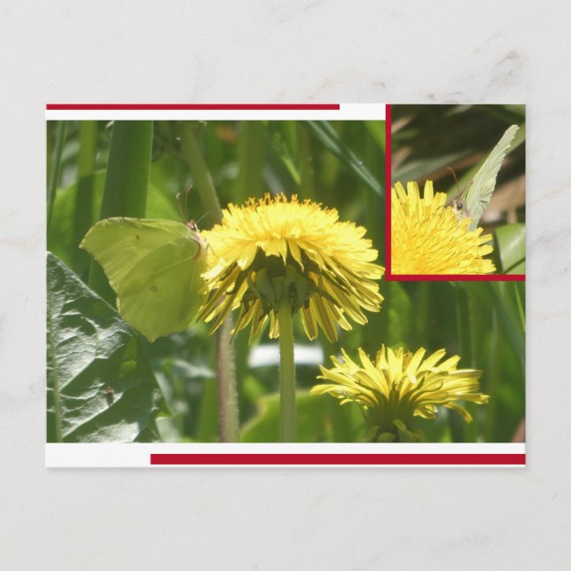 Common Brimstone Butterfy Collage DIY Postcard (Front)