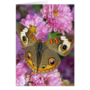 Common Buckeye Butterfly