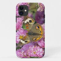 Common Buckeye Butterfly