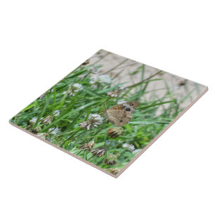 Common Buckeye Butterfly Ceramic Tile