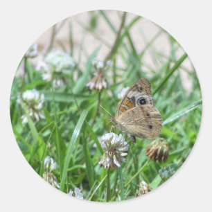 Common Buckeye Butterfly Classic Round Sticker