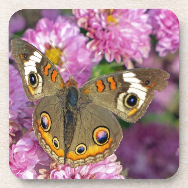 Common Buckeye Butterfly Coaster (Front)