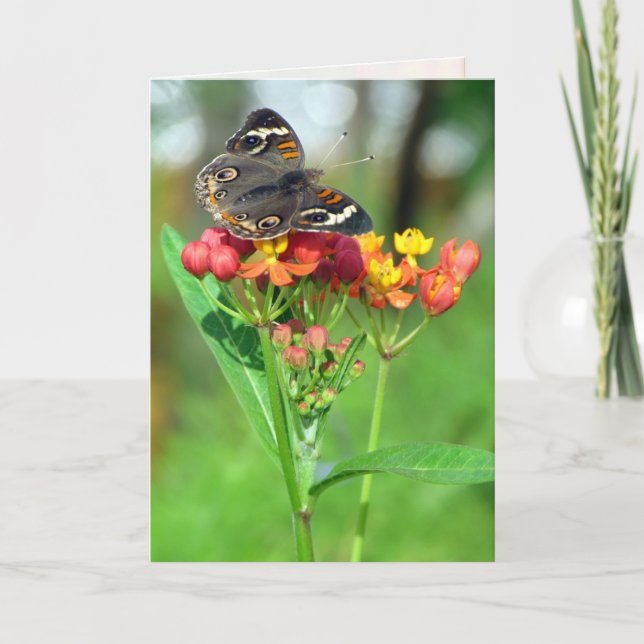Common Buckeye Butterfly Greeting Card (Front)