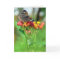 Common Buckeye Butterfly Greeting Card