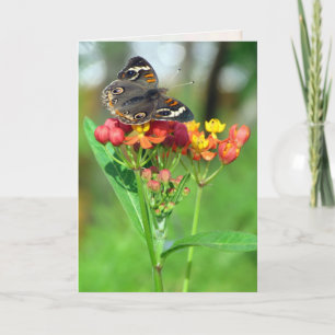 Common Buckeye Butterfly Greeting Card