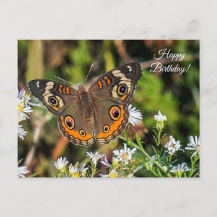 Common Buckeye Butterfly Happy Birthday Postcard